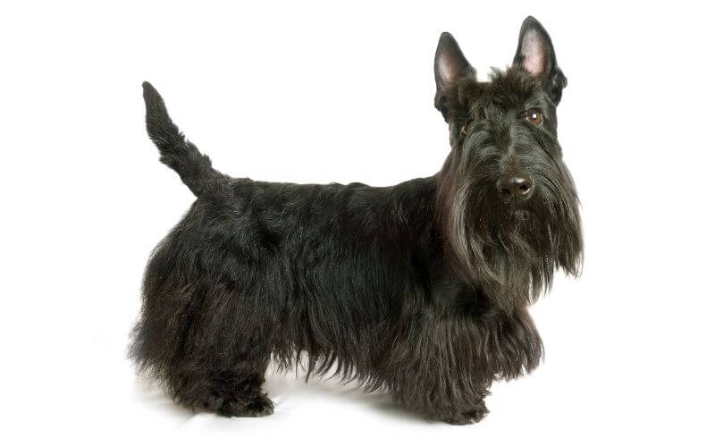 Scottie Dog